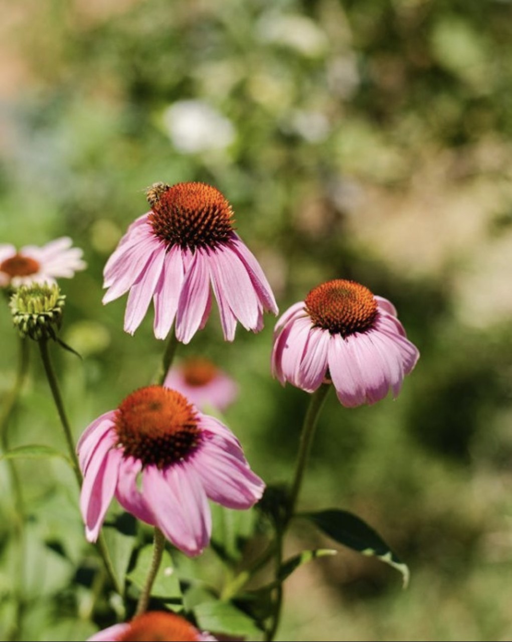 Close-up photograph of three purple flowers.