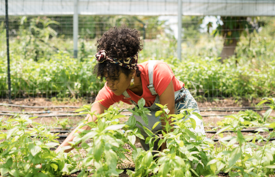 Farmer tending to vegetables in a greenhouse