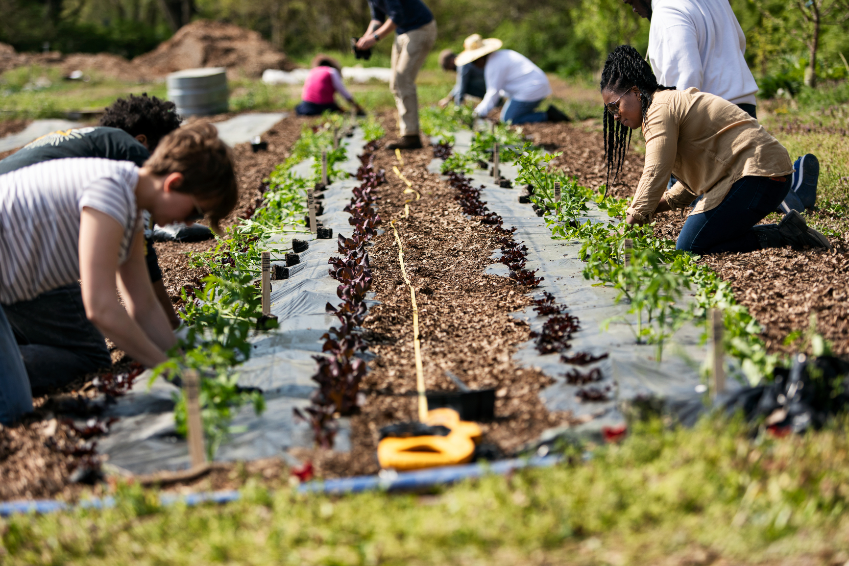 People kneeling among rows of small plants on a farm as they work on the land.